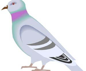 Gansbaai Posduifklubnuus (16 July 2016)