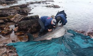 Deceased white shark at Danger Point 7 August 2016