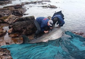 Deceased white shark at Danger Point 7 August 2016