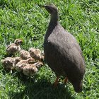 Our Beautiful Betty's