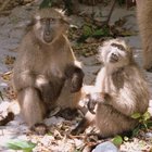 Our Beautiful Betty's