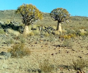 Al die bome sal weet