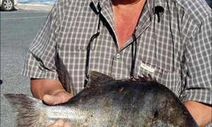 Galjoen-bielie laat Freddie sweet