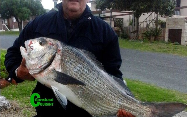 Kobus Booysens van Franskraal het hierdie enorme vis Donderdag, 18 Augustus 2016 naby Strandveld Museum in Franskraal van die kant af uitgetrek.