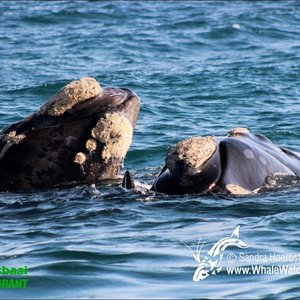Southern Right Whales could be seen during the Deep Blue Outing