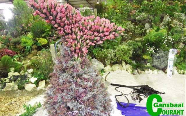 Gansbaai_Verruklike_Fynbosskou_verras_besoekers_1