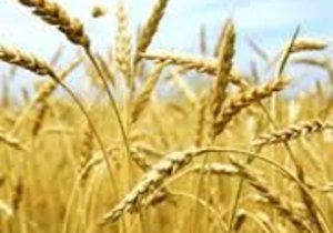 Die Here sien en die Here voorsien