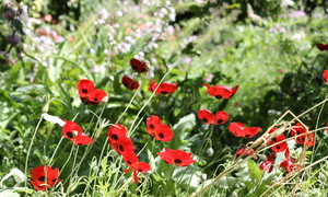 Elgin Open Gardens 2016