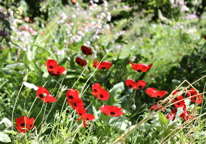 Elgin Open Gardens 2016