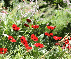 Elgin Open Gardens 2016