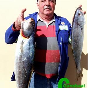 Danie Fourie met twee van sy geelbekke, waarvan een die tweede swaarste vis was. 