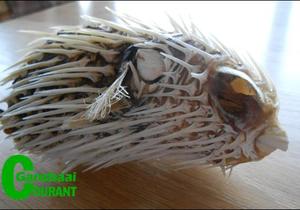 Vreemde seedier by Blousloep