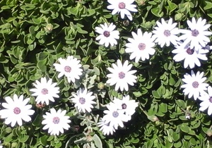 Jakob stoei met God by die Jabokrivier