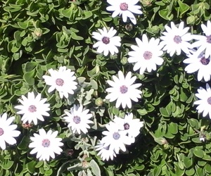 Jakob stoei met God by die Jabokrivier