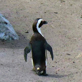 Stony point penguins