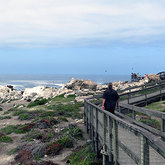 Stony Point Penguin Sanctuary