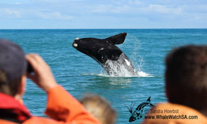 Whale Watching - 17 November 2016