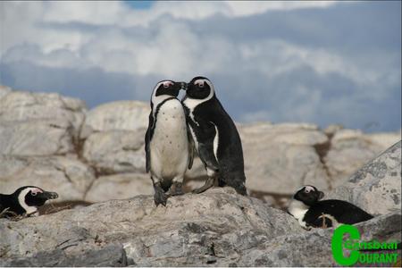 A typical scene near Gansbaai of two African Penguins, an endangered specie.