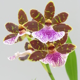 Zygopetalum Orchids