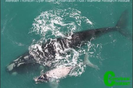 A Southern Right Whale and her calf during the whale annual aerial survey.  