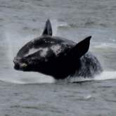 Whale watching at Pregare B&B Pearly Beach - Pregare Bed & Breakfast Pearly Beach - Xplorio™ Gansbaai