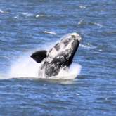 Whale watching at Pregare B&B Pearly Beach - Pregare Bed & Breakfast Pearly Beach - Xplorio™ Gansbaai