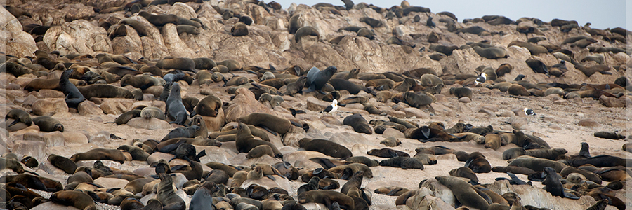 120804_Gansbaai_409