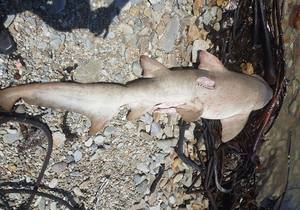 Washed up Ragged-tooth Shark