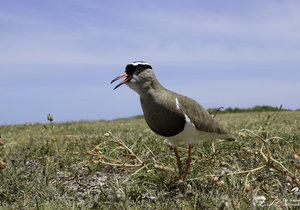 Bredasdorp through the eyes of Locals