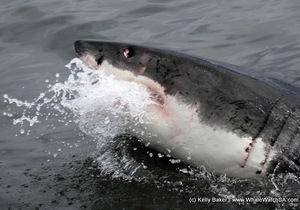 Great White Shark Cage Diving - 23 January 2017