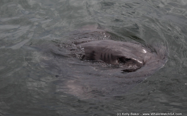 20170123_SF_Trip1_KBaker_IMG_56