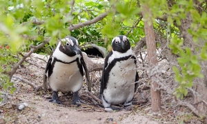 Marine Big 5 - African Penguin