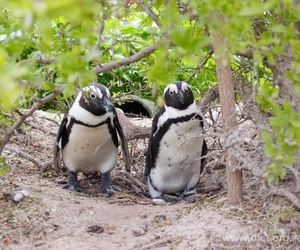 Marine Big 5 - African Penguin