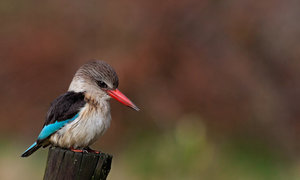 Gansbaai through the eyes of Locals