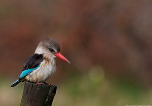Gansbaai through the eyes of Locals