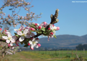 Villiersdorp through the eyes of Locals