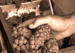 Hello Harvest 2017 at Strandveld Vineyards