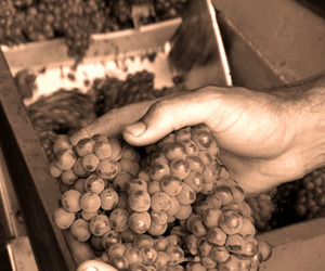 Hello Harvest 2017 at Strandveld Vineyards