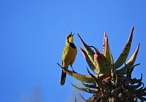 Swellendam through the eyes of Locals