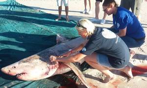 Deceased White Shark - Gansbaai