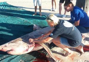 Deceased White Shark - Gansbaai