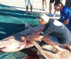 Deceased White Shark - Gansbaai