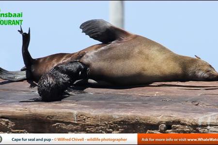  A Cape fur seal and her cub. (Picture: Wilfred Chivell)