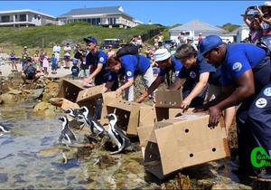 An emotional journey with penguins
