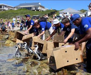 An emotional journey with penguins
