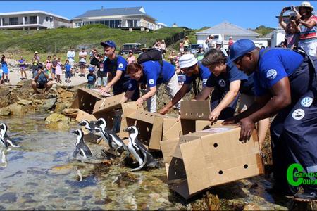“The releasing of African penguin chicks is always an emotional journey full of fluff and proud “parental” moments.” - Trudi Malan, African Penguin and Seabird Sanctuary.