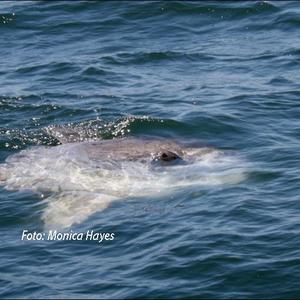 Dit was ’n groot verrassing om die sonvis of mola-mola te sien.  Foto: Monica Hayes