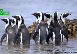 Pikkewynloslating lok die grootste skare in die geskiedenis