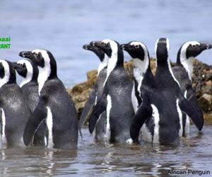 Pikkewynloslating lok die grootste skare in die geskiedenis