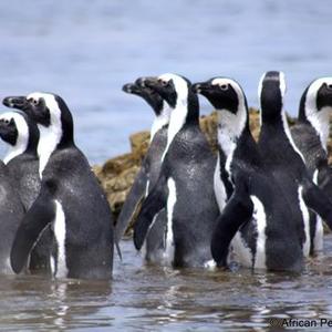 Die 8 Afrika pikkewyne wat deur die African Penguin & Seabird Sanctuary by die Kleinbaai getypoel vrygelaat is en ietwat verward rondgestaan het voordat hulle rigting gekry het.